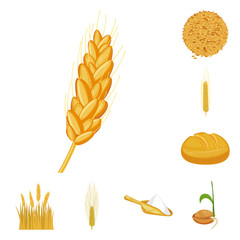 Isolated object of wheat and corn sign. Set of wheat and harvest vector icon for stock.