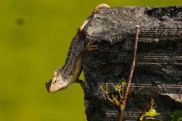 turtle on grass
