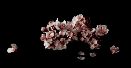 Blooming spring flowers isolated on black background