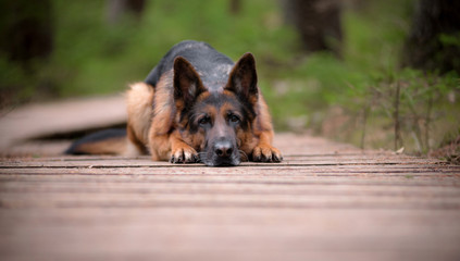 German shepherd lying on the bridge in the woods. Wooden path and pine trees around