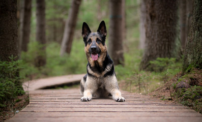 Eastern European shepherd in the woods lying on a wooden path around the trees