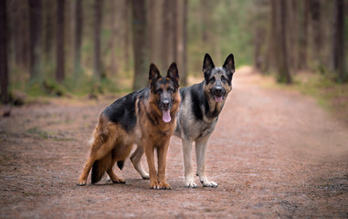 Eastern European shepherd shepherd and German shepherd stand on the path in the forest together