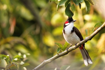 bird on a branch