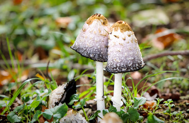 Zwei Pilzköpfe stehen zusammen, Konzept Liebe