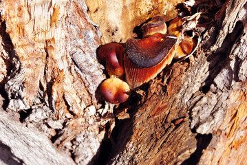 Red mushrooms group fungus growing in gray tree trunk in forest, top view