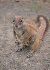 Ground squirrel standing on its hind legs looking up. Long fluffy tail visible. Full lenght portrait on dry arid land