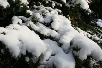 Snow on the tree