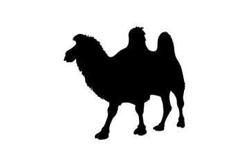 Bactrian camel, vector black color silhouette illustration for icon, logo, poster, banner. Two-humped camel, desert animal, isolated without background. For asian style concepts about desert, caravan