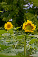 Sunflower natural background. Sunflower blooming.