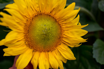 Sunflower natural background. Selective focus.