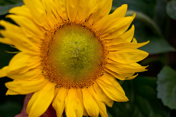 Fototapeta premium Sunflower natural background. Selective focus.