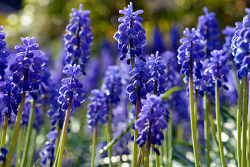 Obraz premium Field of blue grape flowers in the spring