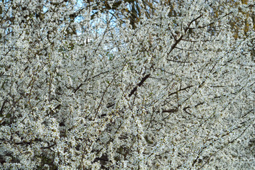 White blossom trees in the spring with flowering twigs