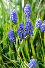 Field of blue grape flowers in the spring