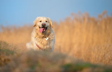 Beautifull golden retriever running an jumping