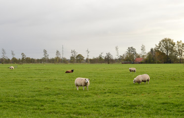 Obraz premium sheep on a green field