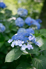 紫陽花