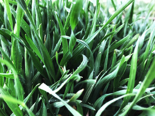 Obraz premium closeup of green grass