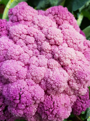 Close up Cauliflower purple on field cold season vegetable