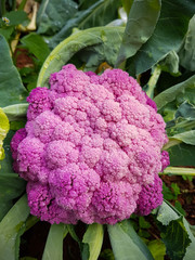 Close up Cauliflower purple on field cold season vegetable