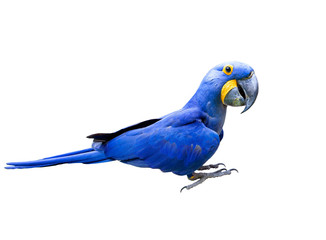 side view full body of hyacin macaw bird isolated white background