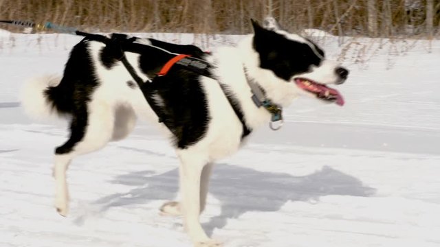 Sports races in sled dogs in Siberia