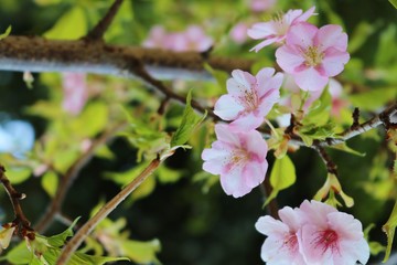 さくら　早咲き　栃木