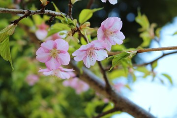 桜　早咲き　とちぎ