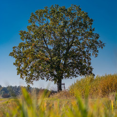 Isolated lime tree in the meadow. Single tree on meadow. Big hefty tree.