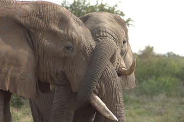 Ein Paar Elefanten