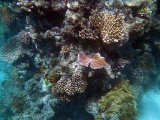 Naklejka na ściany i meble underwater, coral, Great, barrier, reef, Cairns, Australia
