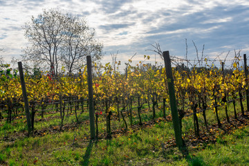 Fototapeta na wymiar Vineyards near San Colombano al Lambro, Lombardy, Italy