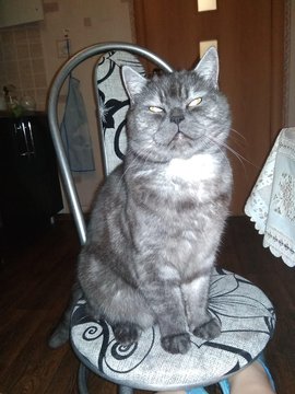 Cat Tima