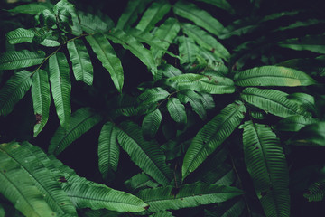 Leaves green Dark Leaf detail In the natural forest