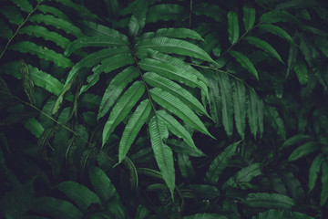 Naklejka na ściany i meble Leaves green Dark Leaf detail In the natural forest