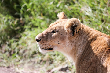 Lioness from Africa. Masai Mara, Kenya.