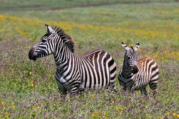 Zebra in serengeti national park tanzania africa
