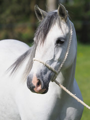 Pony Head Shot