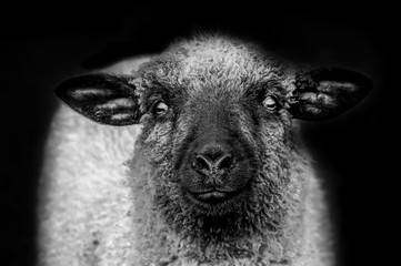 Das schwarze Schaf, Portrait mit Blick in die Kamera