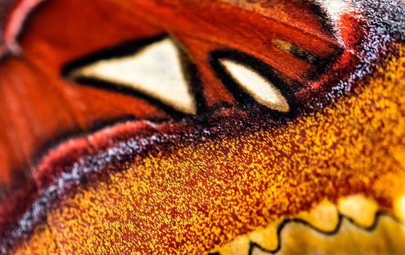 Flügel Detail eines tropischen Schmetterling, gezielter Fokus, Gesicht