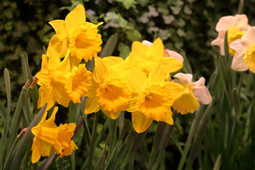Fototapeta premium Colorful bright daffodils blossom in early spring