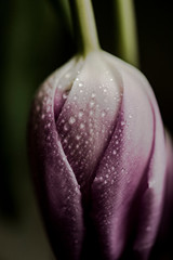 Fototapeta premium wet pink tulip flower macro photography 