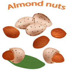 Almond nut close-up. Vector illustration. Almond nut isolated on white background.  