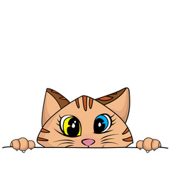 Naughty cat are playing hide and seek for fun isolated on white background.