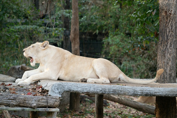 female white lion yawn