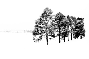 Pines and snow Like Ferapontovo monastery. Vologda district