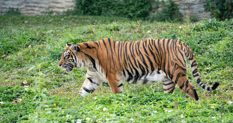 bengal tiger in zoo