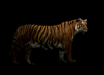 Fototapeta na wymiar bengal tiger in the dark