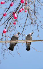 pigeons on wire