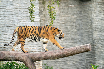 bengal tiger in zoo